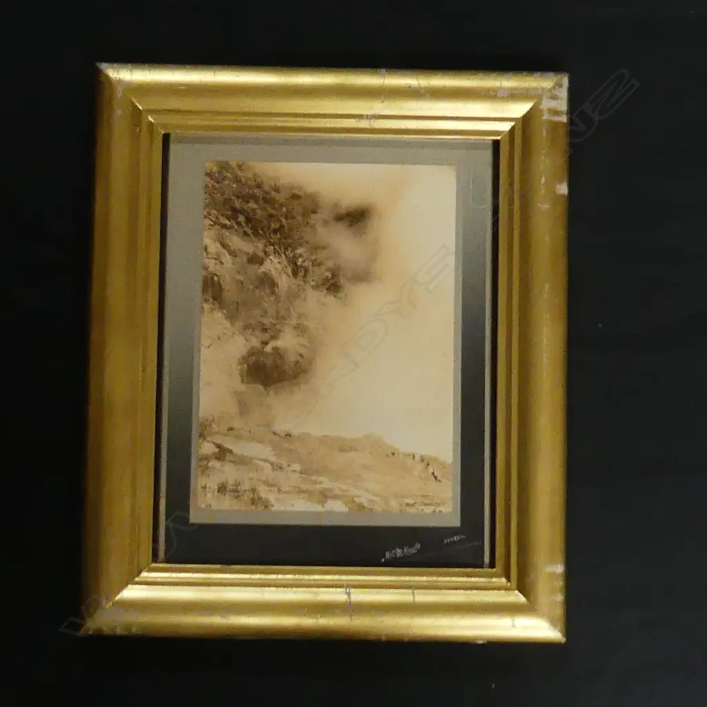 Colonial Muir & Moodie Dunedin black and white photo 'The Great Wairakei Geyser in Action Image 1++